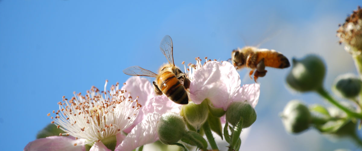 Пчеловодство и пестициды