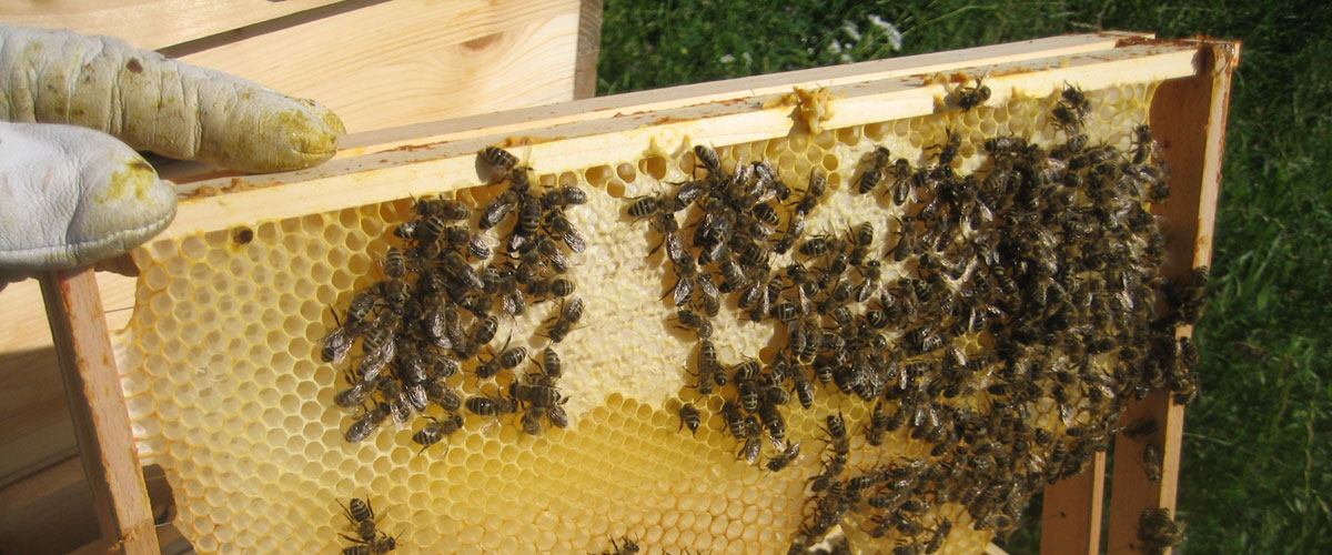 Пчеловодство и пестициды
