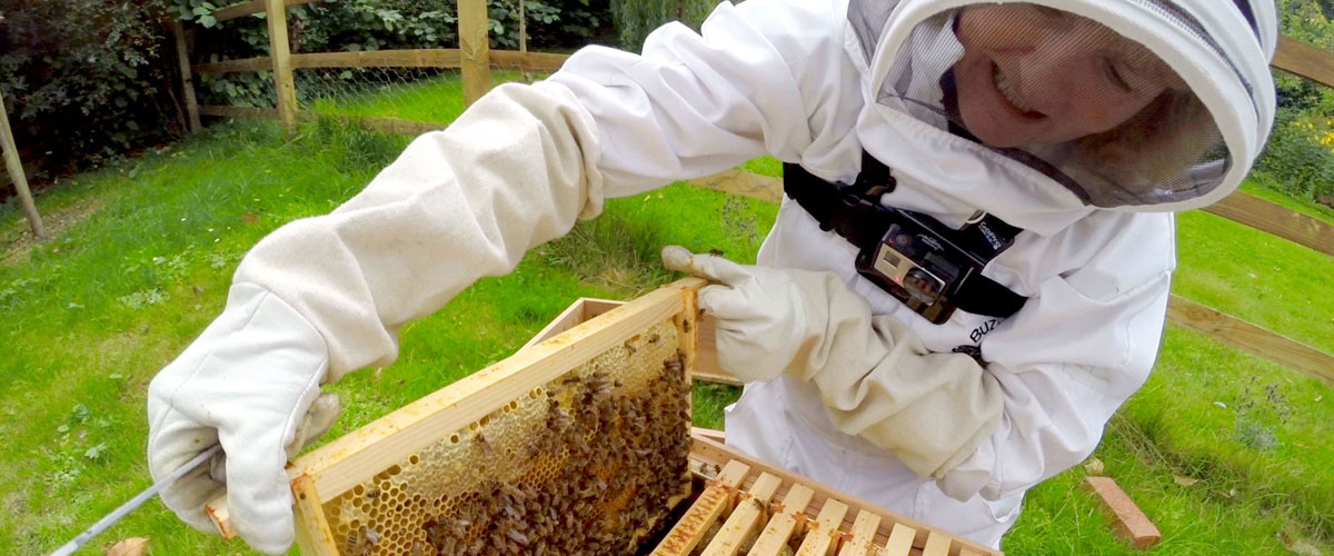 Бджільництво та пестициди